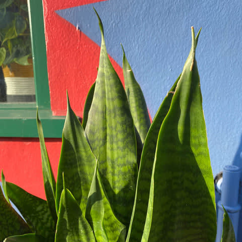 Sanservieria 'Black Coral'