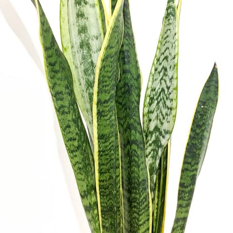 Plant - Snake plant