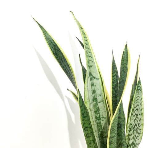 Plant - Snake plant