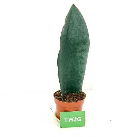 Plant - Sanservieria 'Whale Fin'