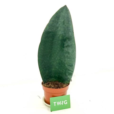 Plant - Sanservieria 'Whale Fin'