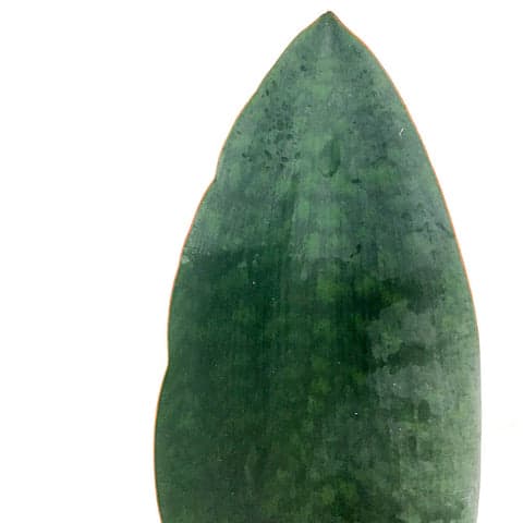 Plant - Sanservieria 'Whale Fin'
