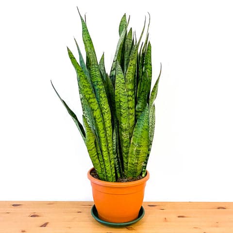 Sansevieria Zeylancia