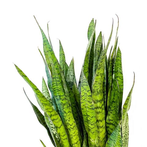 Sansevieria Zeylancia