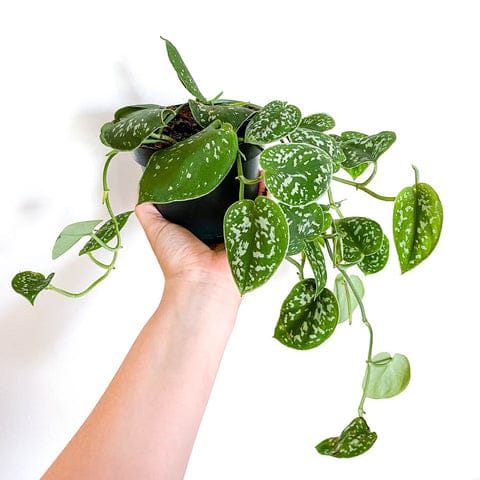 Satin Pothos