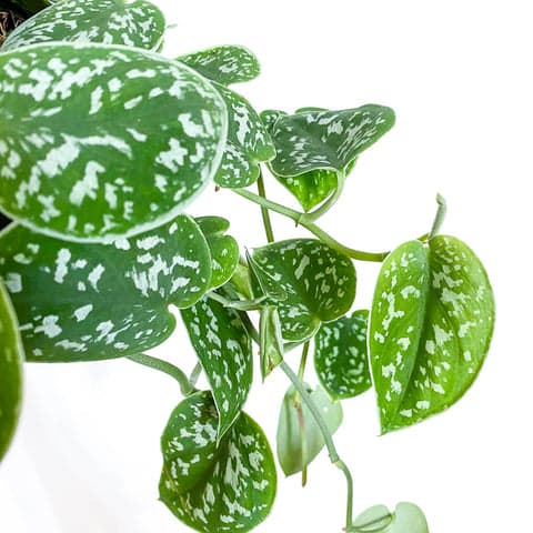 Satin Pothos