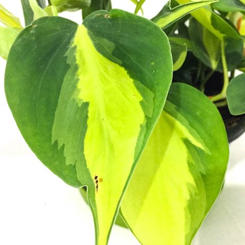 Plant - Philodendron Scandens 'Brasil'