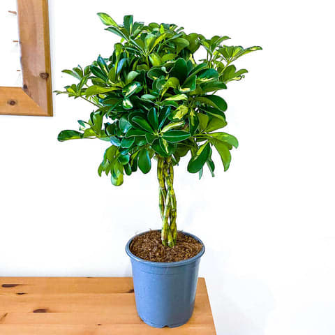 Schefflera Gold Capella