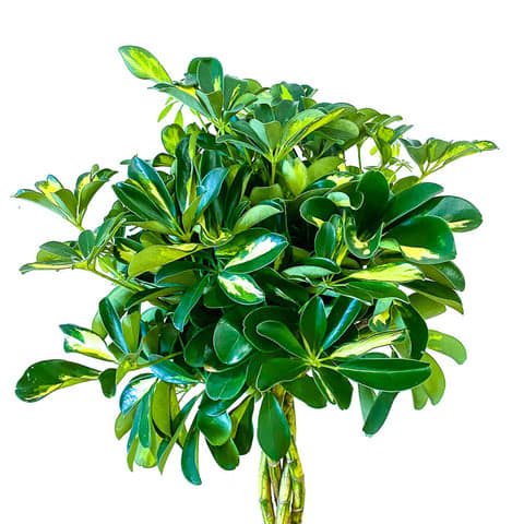 Schefflera Gold Capella