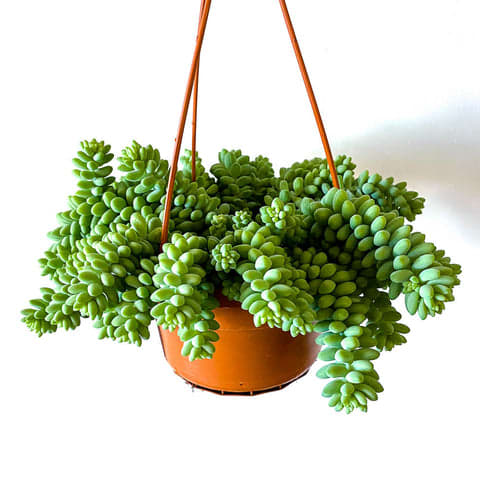 Sedum Burrito