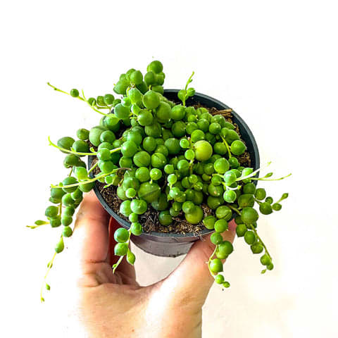 Senecio Varied Small