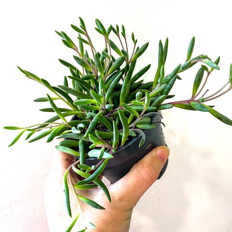Senecio Varied Small
