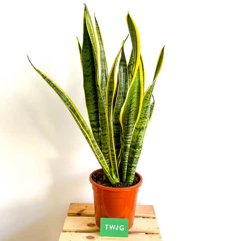 Plant - Snake plant