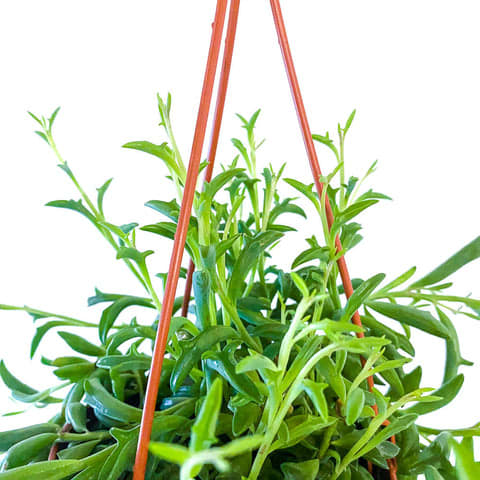 String of Dolphins