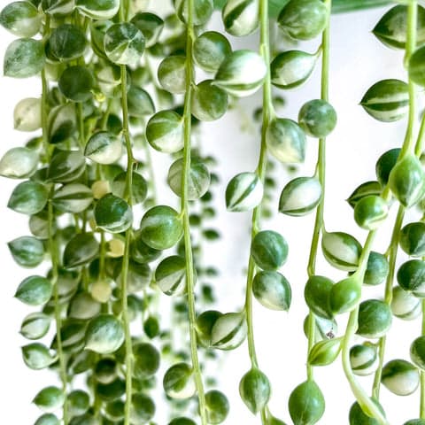 Variegated String of Pearls