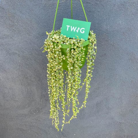 Variegated String of Pearls