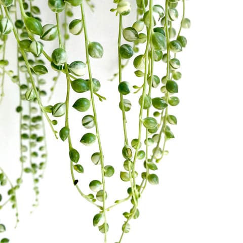 Variegated String of Pearls