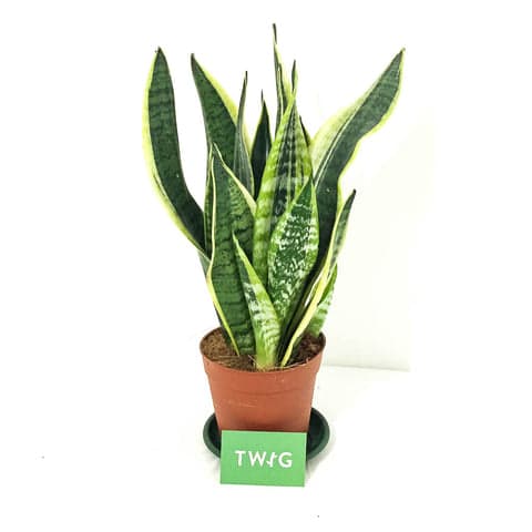 Plant - Snake plant