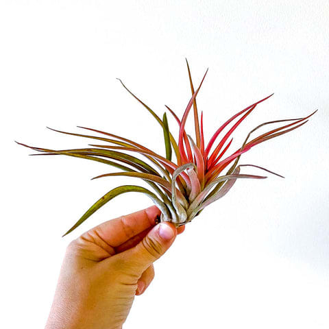 Tillandsia