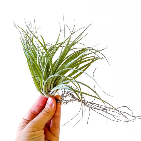 Tillandsia