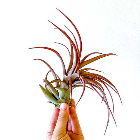 Tillandsia