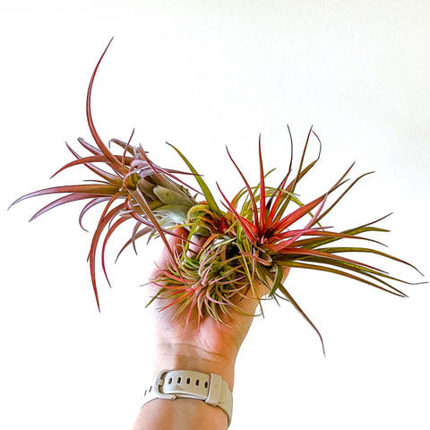 Tillandsia