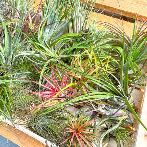 Tillandsia