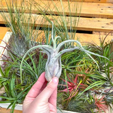 Tillandsia