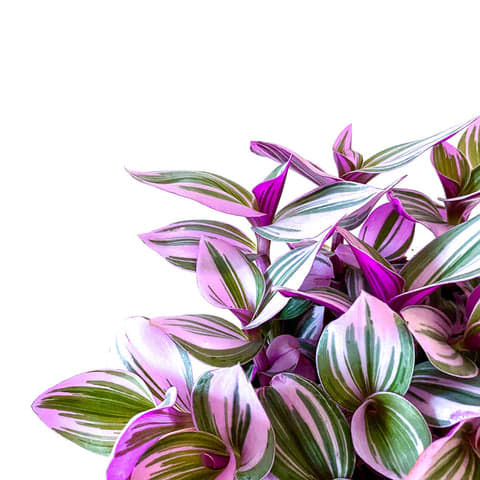 Tradescantia nanouk