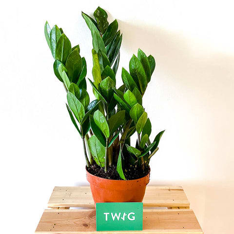 ZZ Plant