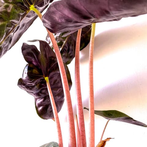 Plant - Alocasia 'Pink Dragon'