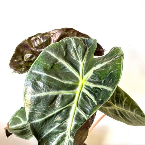 Plant - Alocasia 'Pink Dragon'