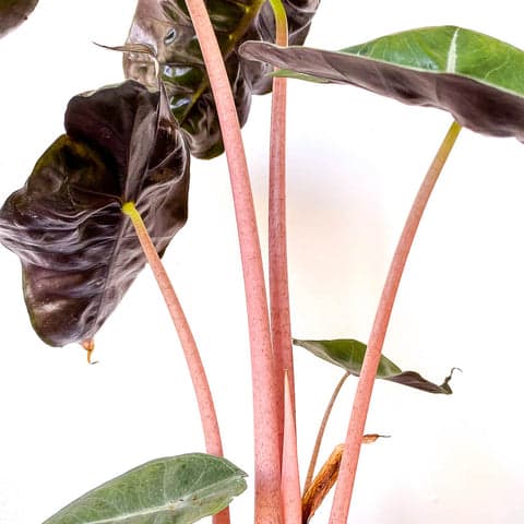 Plant - Alocasia 'Pink Dragon'