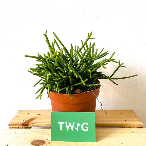 Plant - Rhipsalis cereuscula