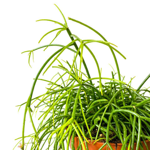 Plant - Rhipsalis Baccifera