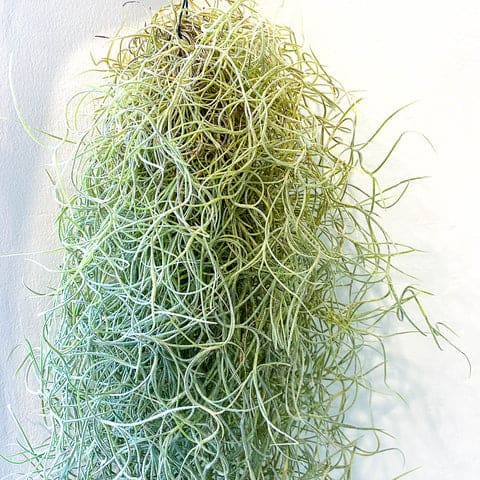 Tillandsia Usneoides (Spanish Moss)
