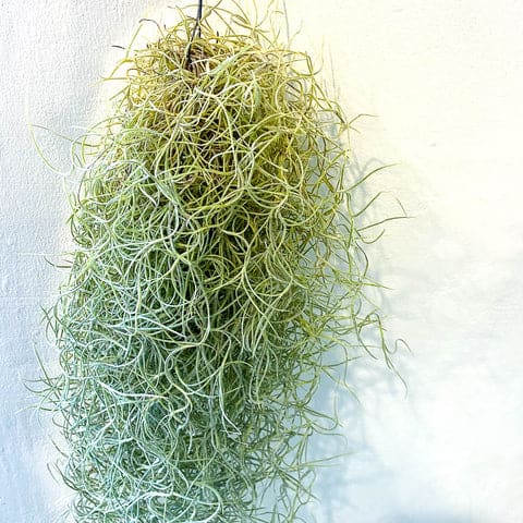 Tillandsia Usneoides (Spanish Moss)