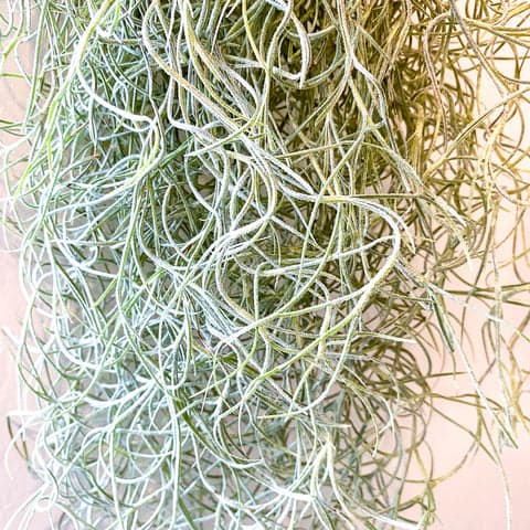 Tillandsia Usneoides (Spanish Moss)