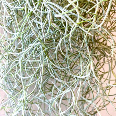 Tillandsia Usneoides (Spanish Moss)