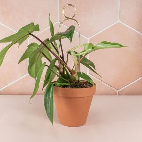 Botanopia Plant Stakes - Mini