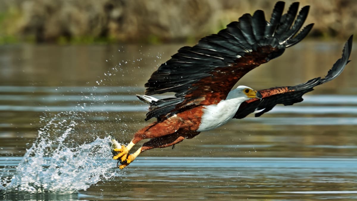 Pakej Percutian ke Lake Naivasha Bersama Tripfez