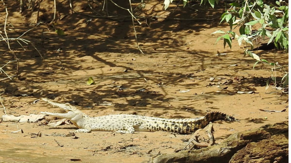 Sungai linggi