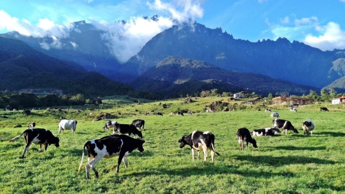 kundasang travel agent