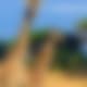 Africa Tour Packages & Holidays With Tripfez Africa Tour Packages & Holidays With Tripfez