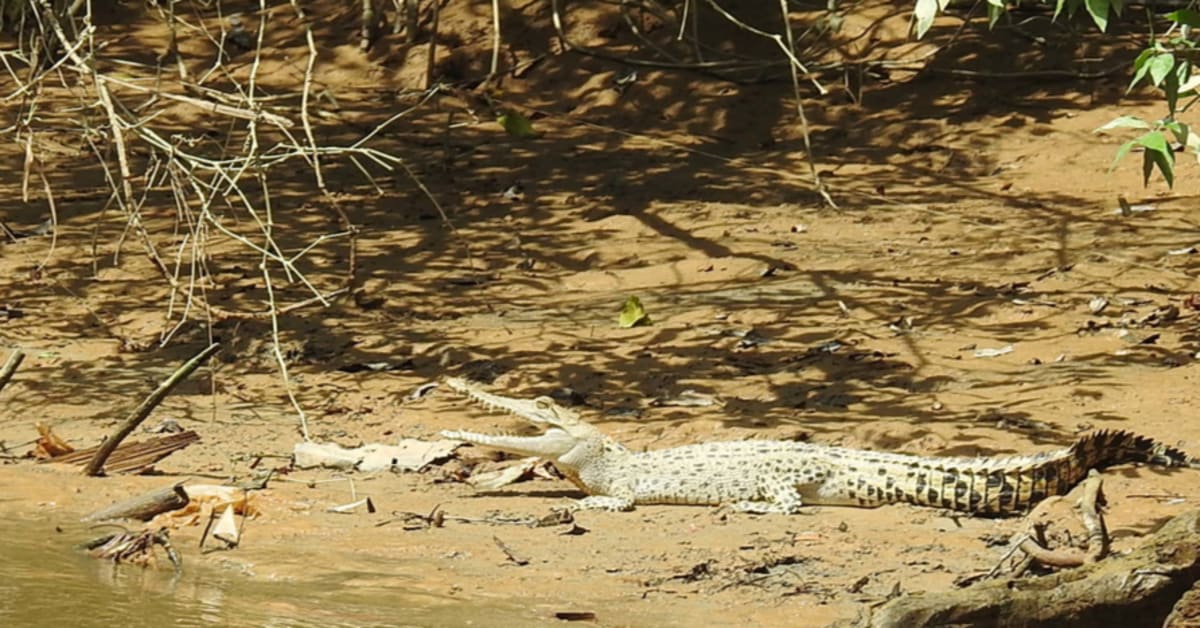 Buaya sungai linggi