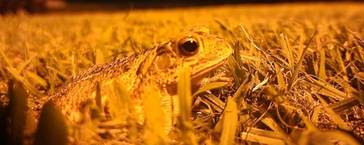 Frog in the Texas grass