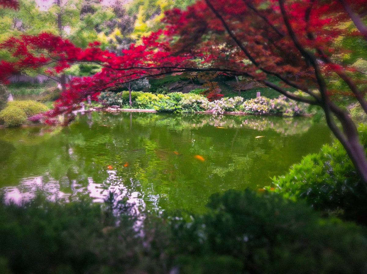 Japanese Gardens in Fort Worth