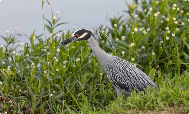 Keller, TX Movers, Blue Heron Bear Creek Park by Gerhard Crous