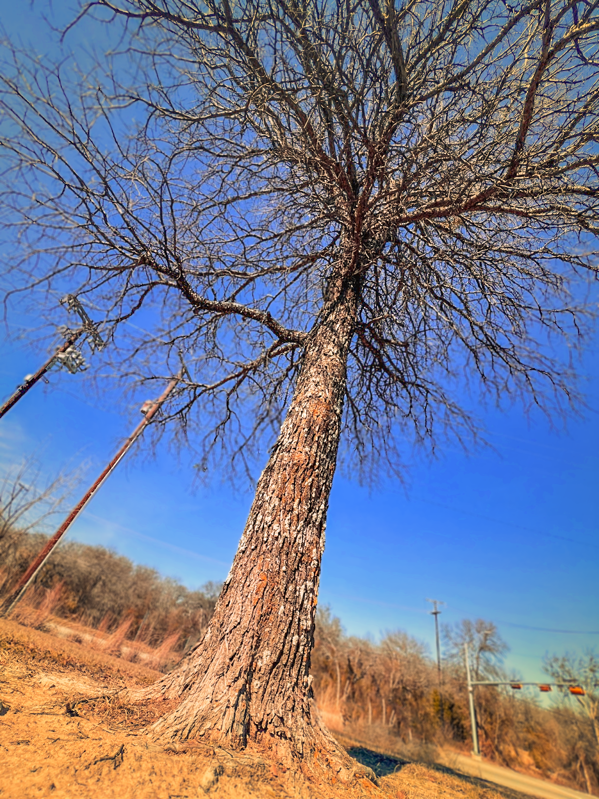 Benbrook Moving Company Favorite Park