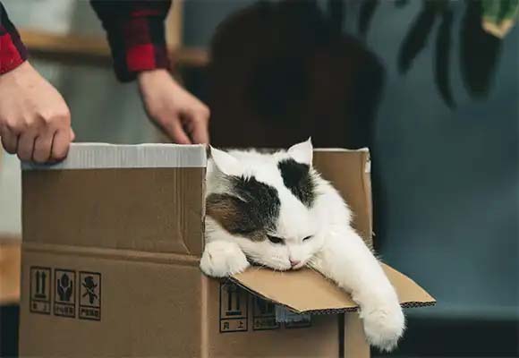 Fort Worth movers moving and packing options